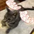 大猫天使✨にゃぶりえる（苫米地式猫気功催眠術師)