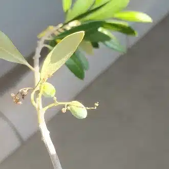かえで