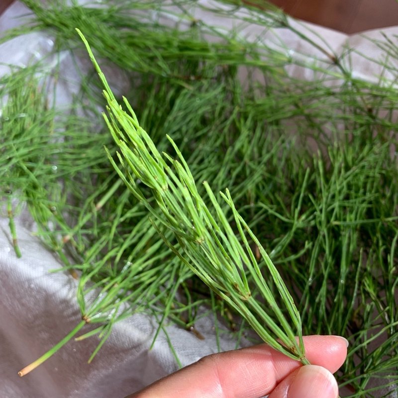その辺の草 お茶や痒み止めになるらしいので みゆき Note