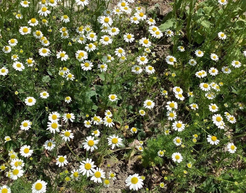 カモミール ジャーマンの花摘み Cmoon Note