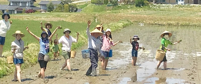 田んぼの会田植え