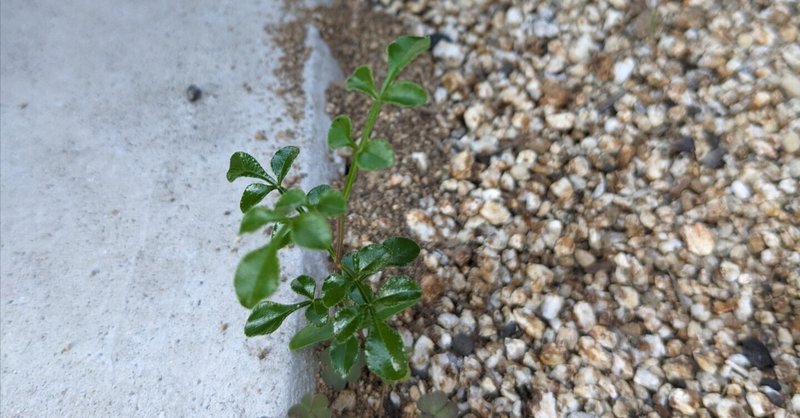 愛媛で見かけた植物（シマトネリコ）