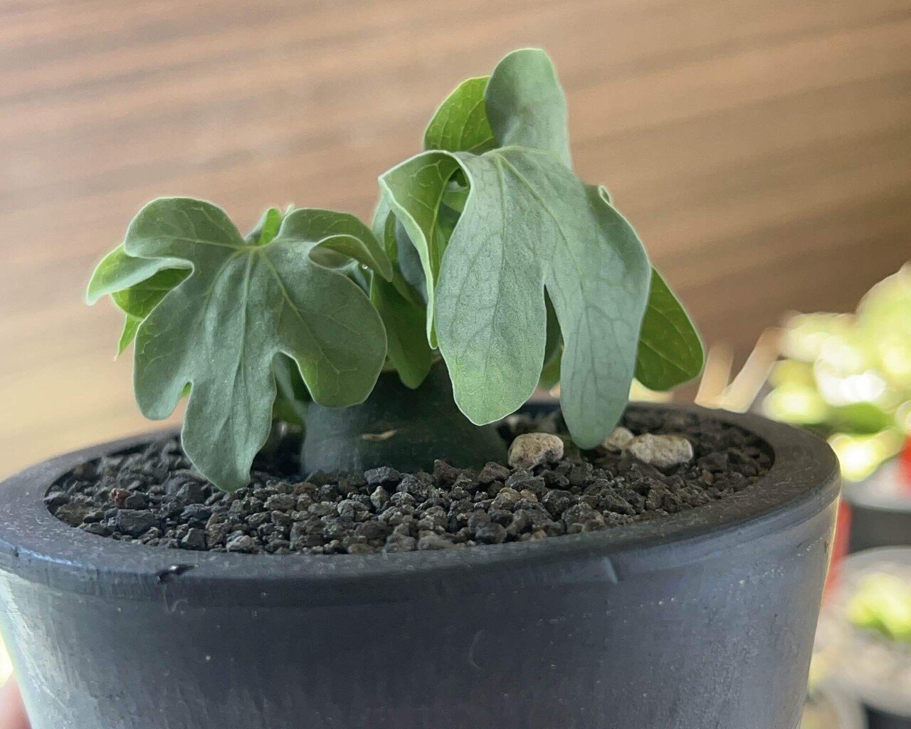 アデニアグラウカ塊根植物名札付き