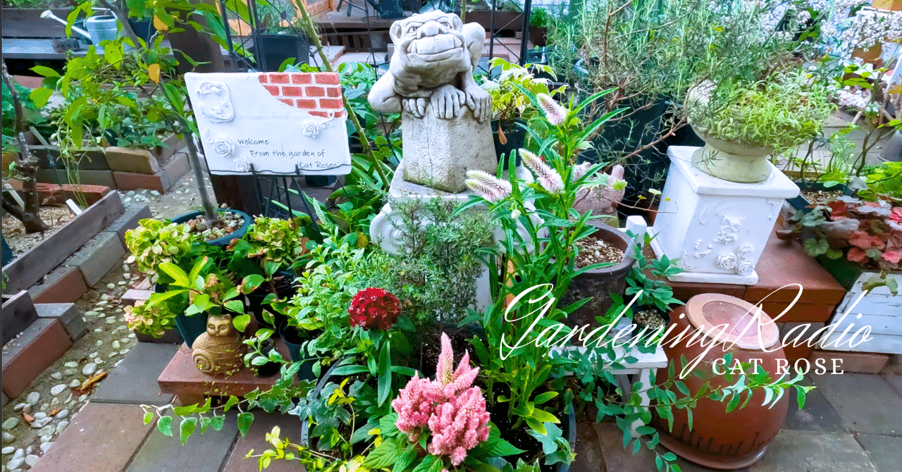 秋苗で寄植え作りとPWさんからのプレゼントもらったよ｜Cat rose