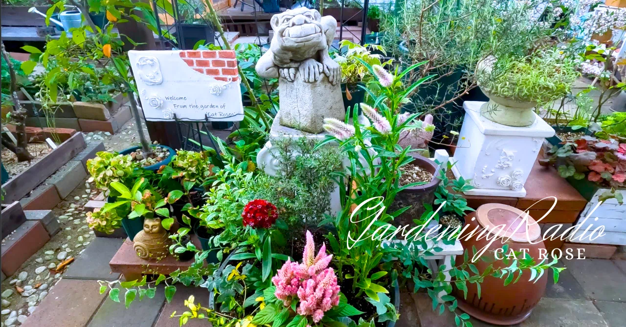 秋苗で寄植え作りとPWさんからのプレゼントもらったよ｜Cat rose