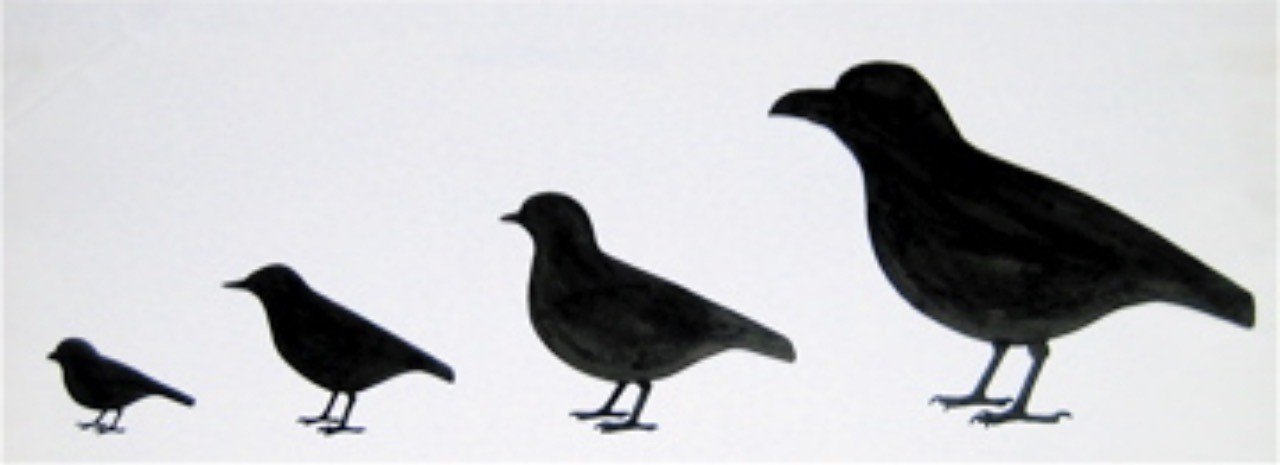 第234回 野鳥の見分け方 翆野 大地 Note 第234回 野鳥の見分け方 翆野 大地 Note