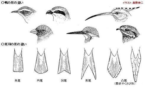 第234回 野鳥の見分け方 翆野 大地 Note