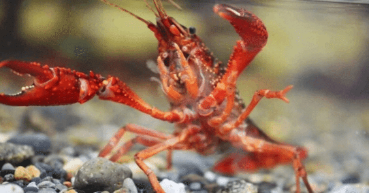 Dスタンダード】戦う気があるなら拳を握れ！【ヴァンガード】｜あまりん。