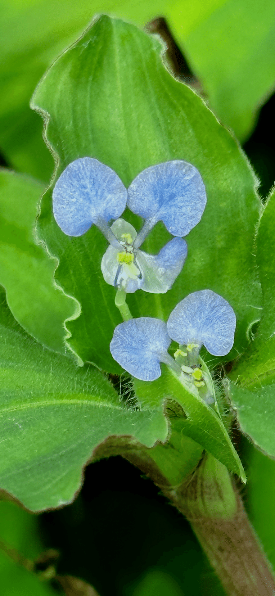 ツユクサ ツユクサ Commelina communis