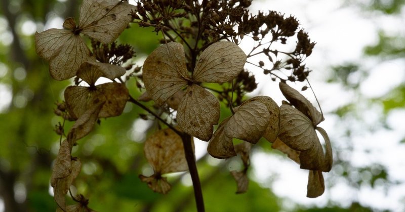 レンズレビュー 神レンズ Voigtlander Macro Apo Lanthar 65mm F2 Aspherical みなと Note
