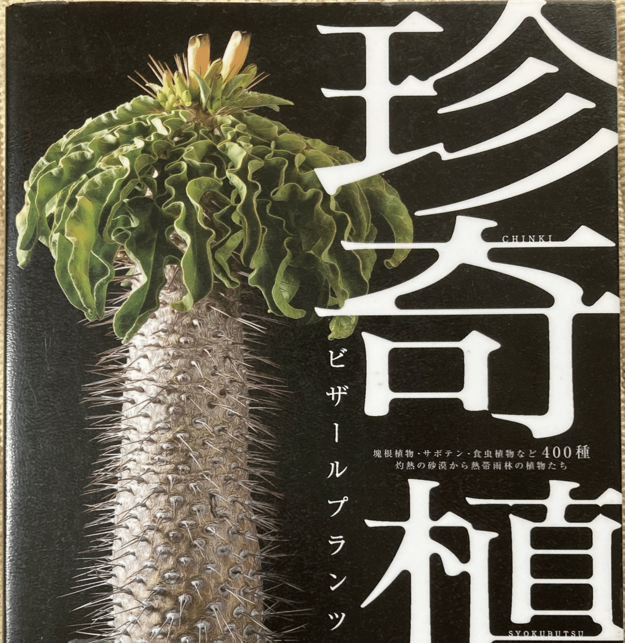 珍品】モロニド・バーナ（1オス、マダガスカル産）