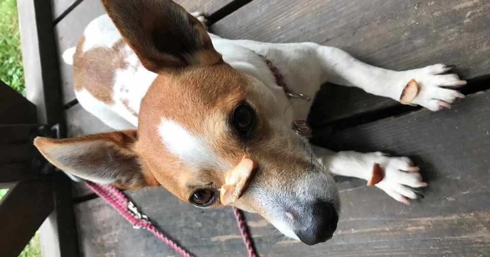 おやつで釣るなんて タカシ トレーニングスクール福路 Note