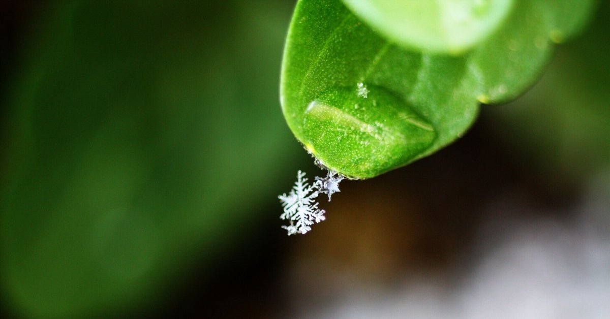 抽象的なパステル画 植物と球体宙花 散り際の花はドラマチックで描く意欲を掻き立てられます#lily