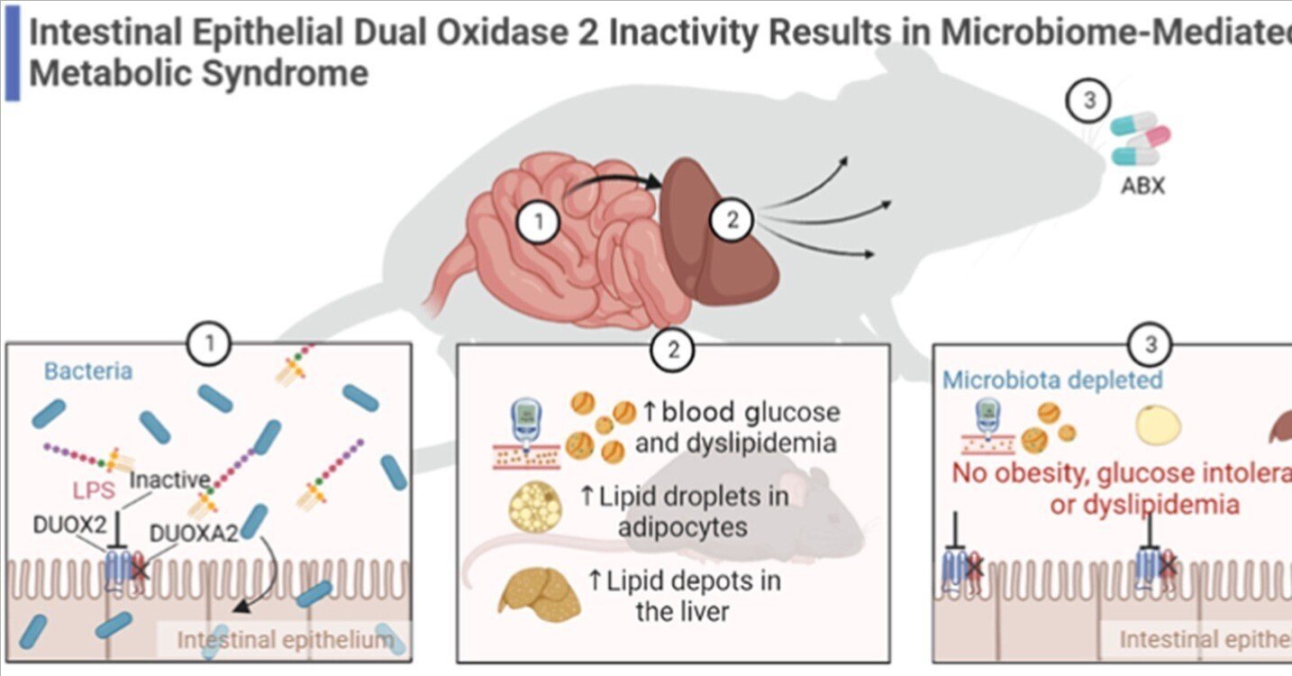 腸管上皮におけるデュアルオキシダーゼ2の不活性化が微生物介在性