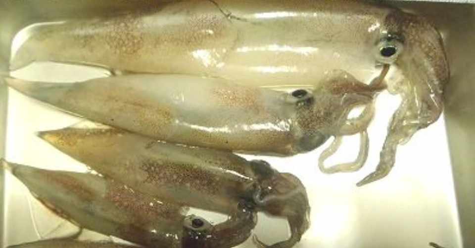 角のフラワーで狙う三陸のヤリイカ釣り 2017 11 12 改めpon流note Note