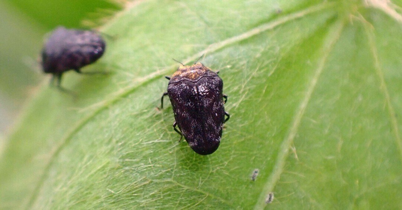 クズノチビタマムシ｜Hinata