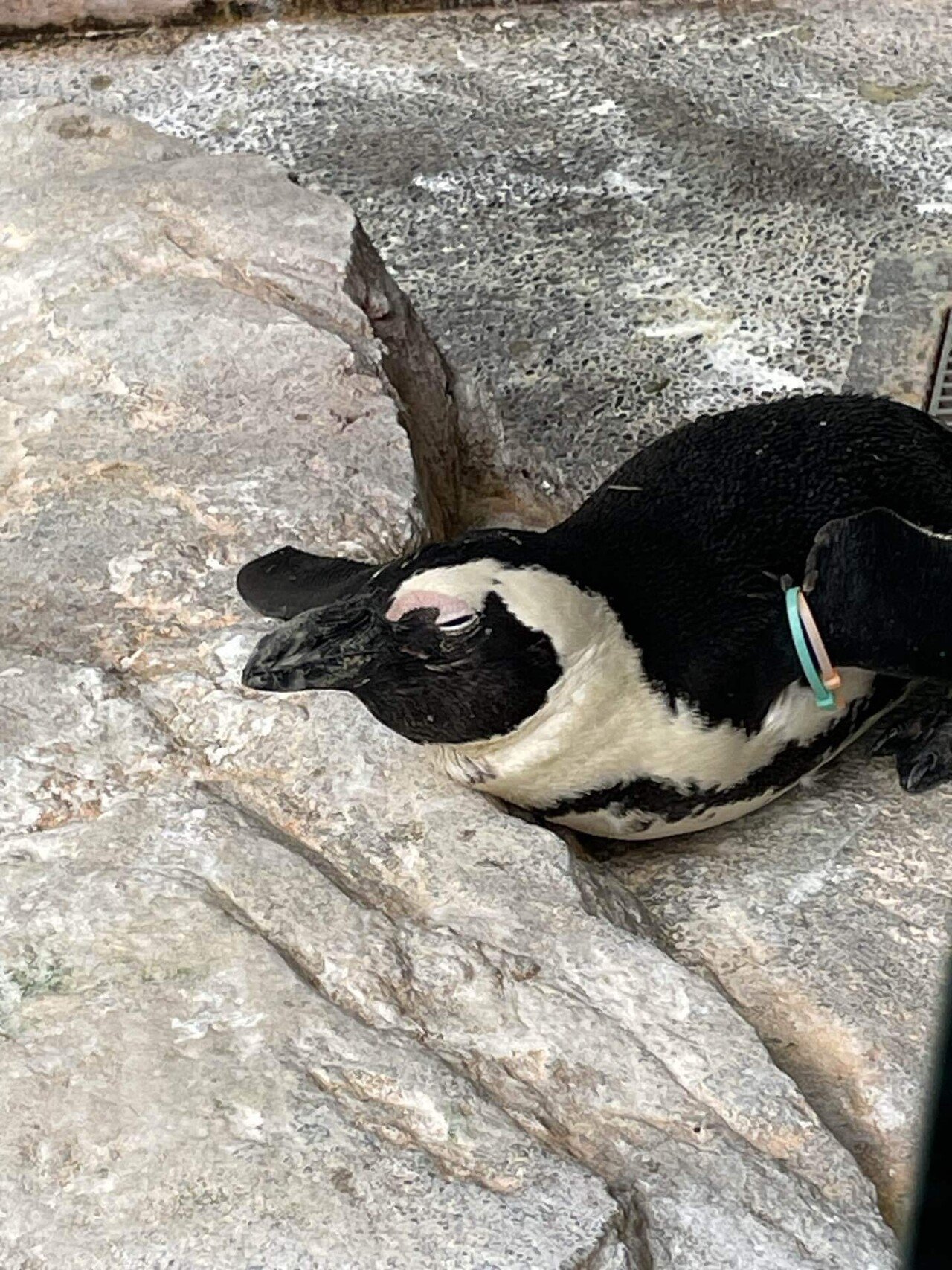 九州急襲ペンギン長崎｜Shomin Shinkai