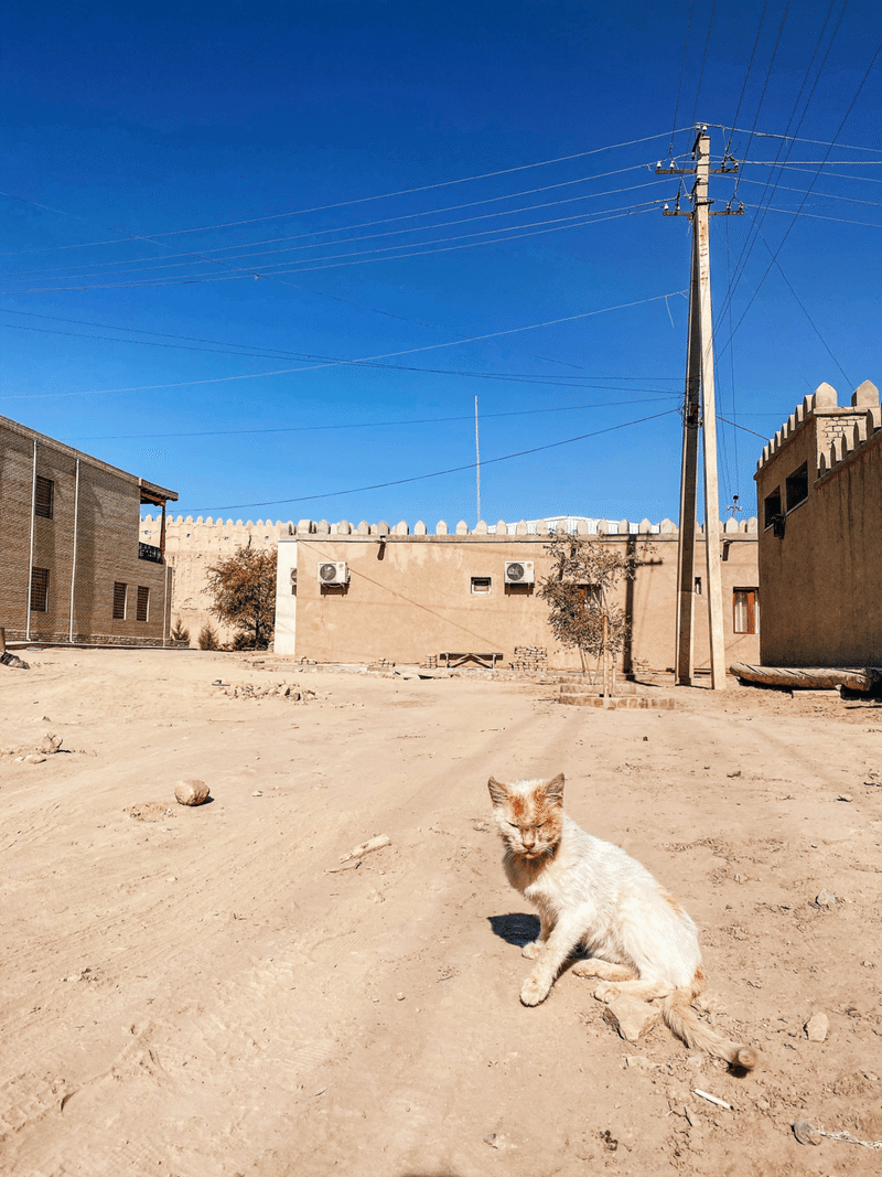 砂色の街並みと、道に座る野良猫。空には雲がなく、青々としている