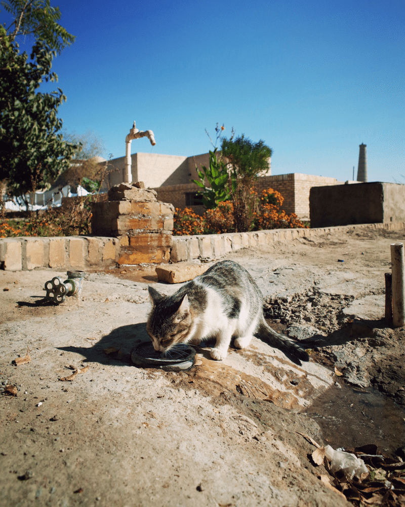 道に置かれた水の入った器から水を飲む猫