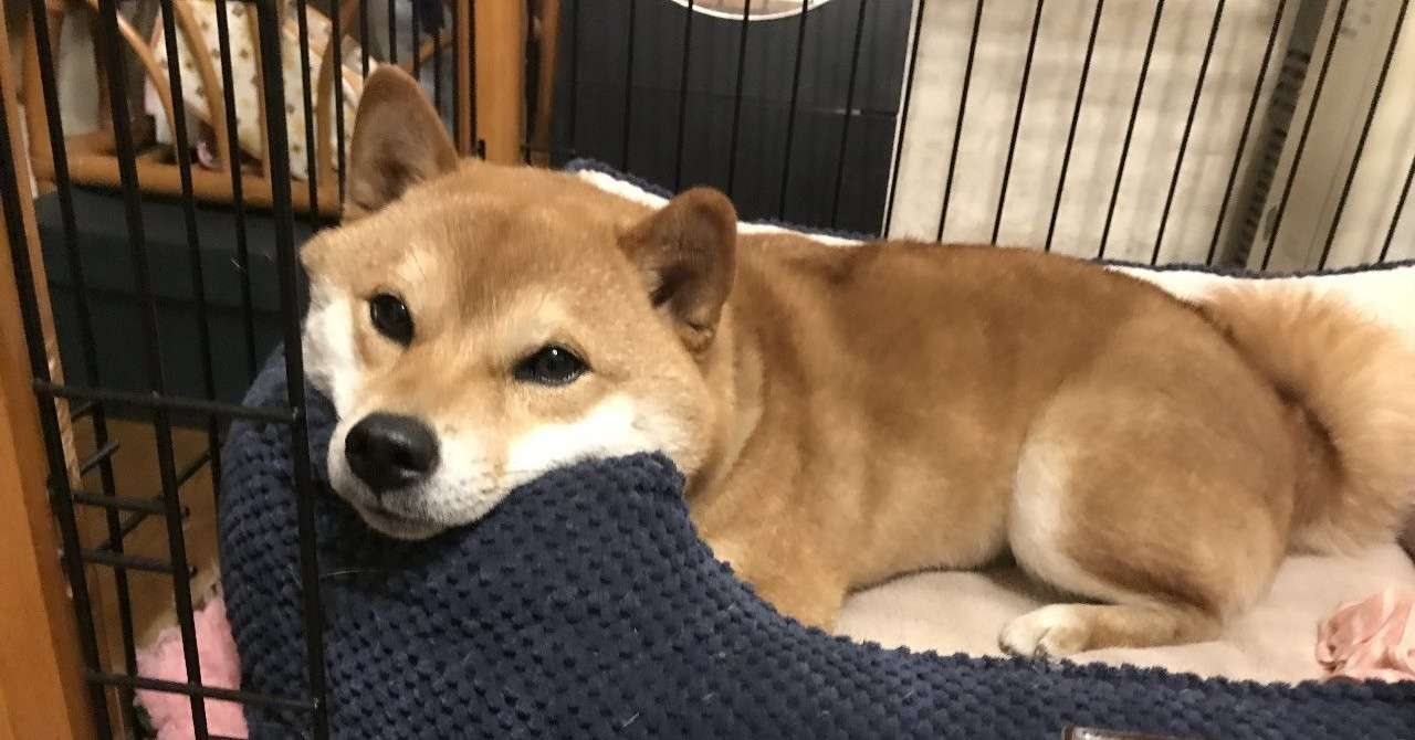 犬のしつけの真実 あきたつ Note