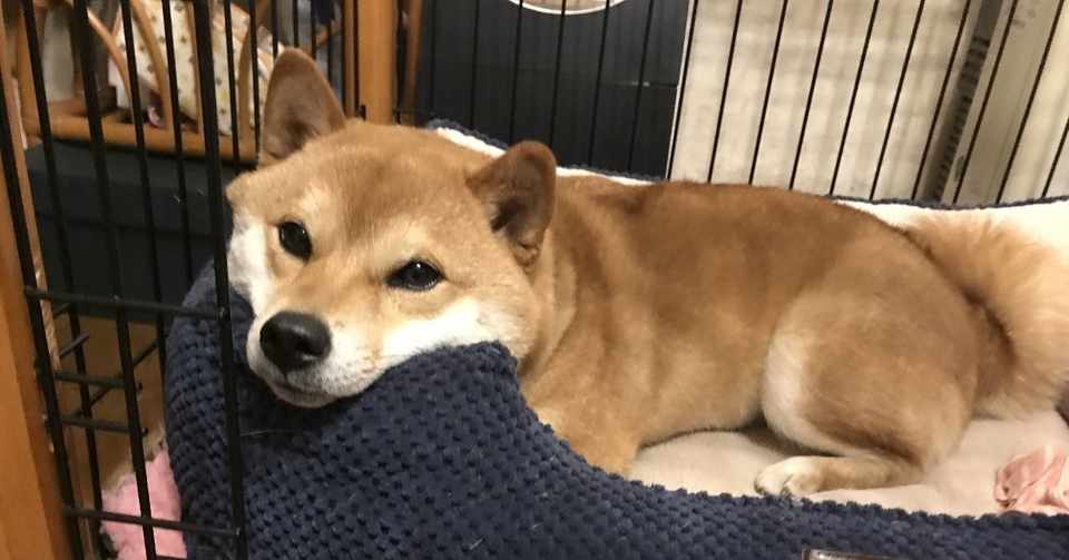 21 無駄吠えをさせない為に あきたつ Note