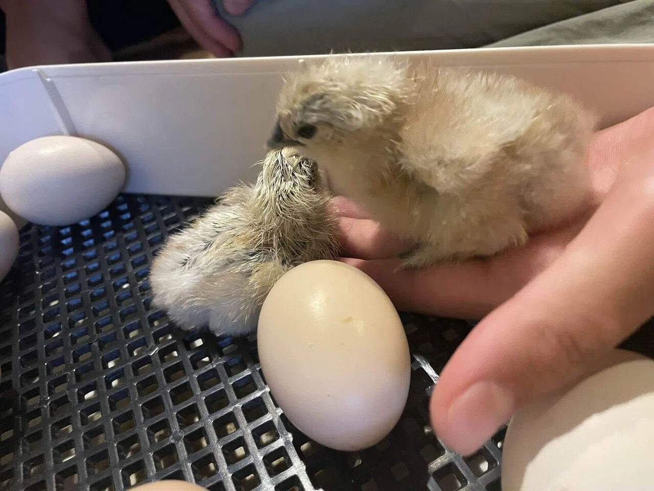 ようこそ20匹のヒヨコさん！烏骨鶏の孵化の様子。｜ミツワヤスコ?地方 