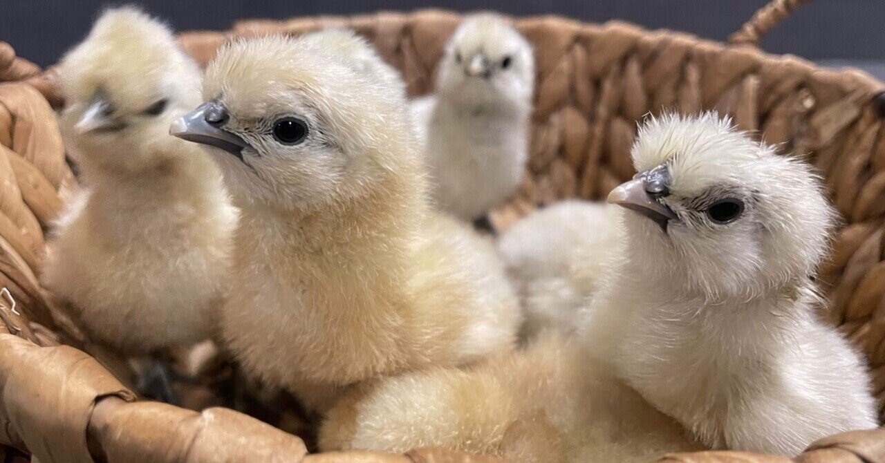 ようこそ20匹のヒヨコさん！烏骨鶏の孵化の様子。｜ミツワヤスコ