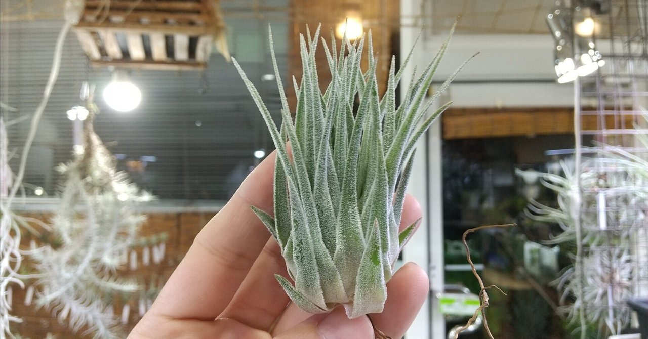 エアプランツ　ゲルダエ Frontier Plants】オンラインストア5月5日入荷予定のチランジア