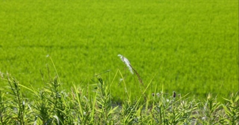 【田舎ひとり暮らし】草刈機をもらいました