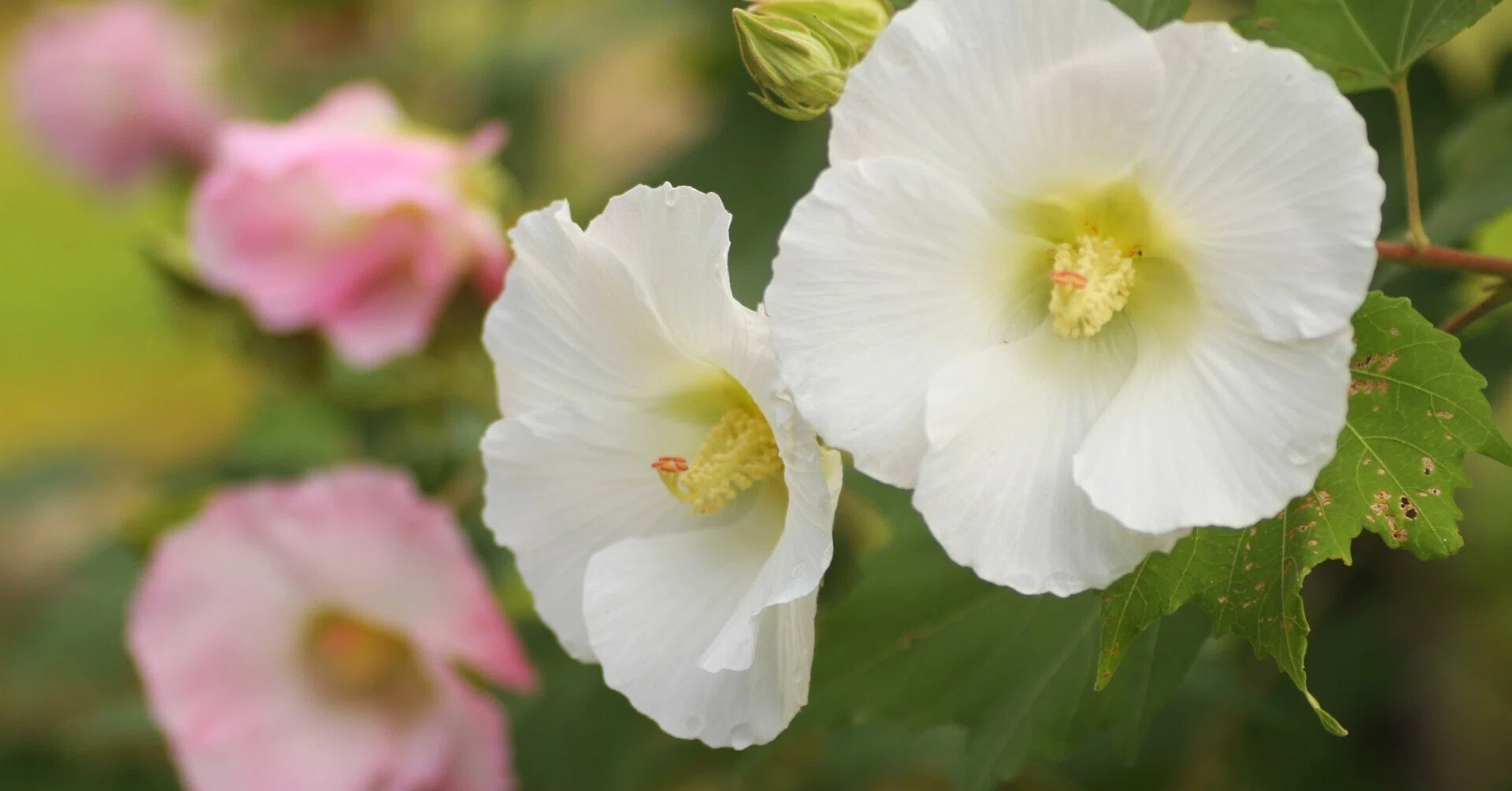 花便り＞橘寺の芙蓉、酔芙蓉｜清愁