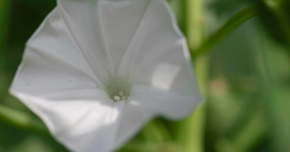 空芯菜 パックブン に咲く花 タイでどこにでも咲く花 12 Masayuki Saito Note