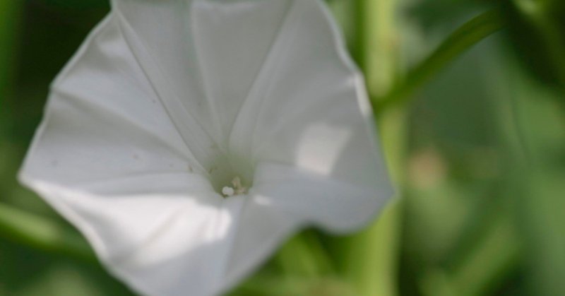 空芯菜 パックブン に咲く花 タイでどこにでも咲く花 12 Masayuki Saito Note