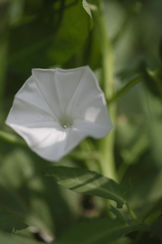 空芯菜 パックブン に咲く花 タイでどこにでも咲く花 12 Masayuki Saito Note