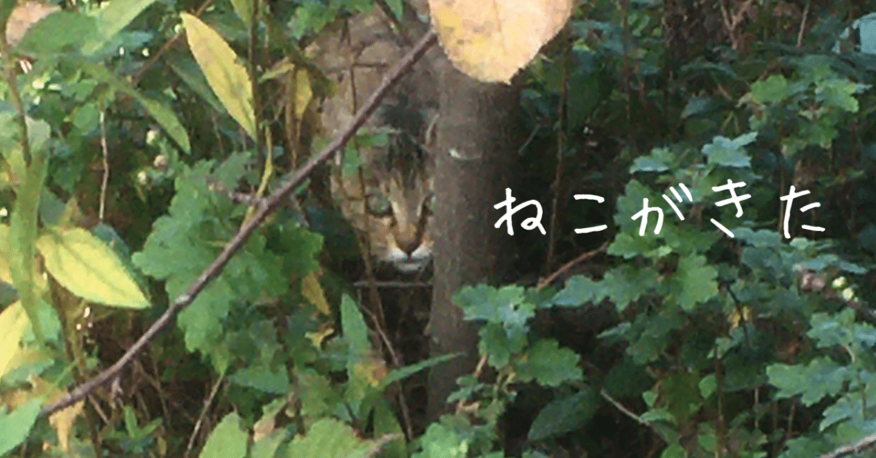 ねこがきた ⑤命名、ビビ（Vivi）｜viviさんちの人