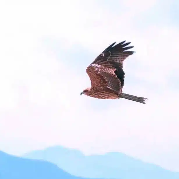 hawk