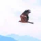 hawk