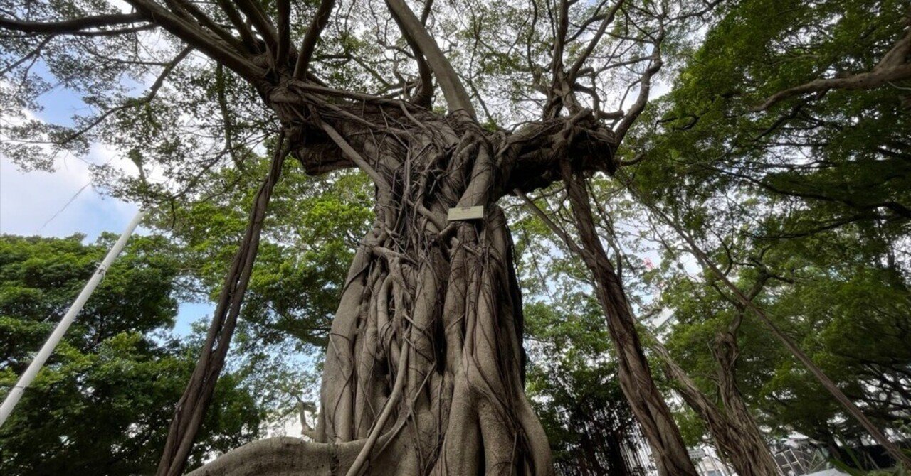 Чудо-дерево(不思議な木)

幼児用絵本　洋書 香港99日間 #42】この木なんの木ガジュマルの木〜立ち止まって観察して