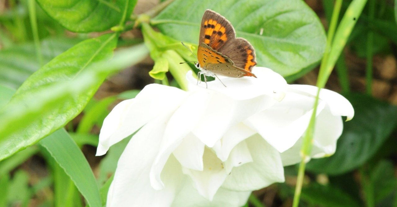 実定法とは何ですか