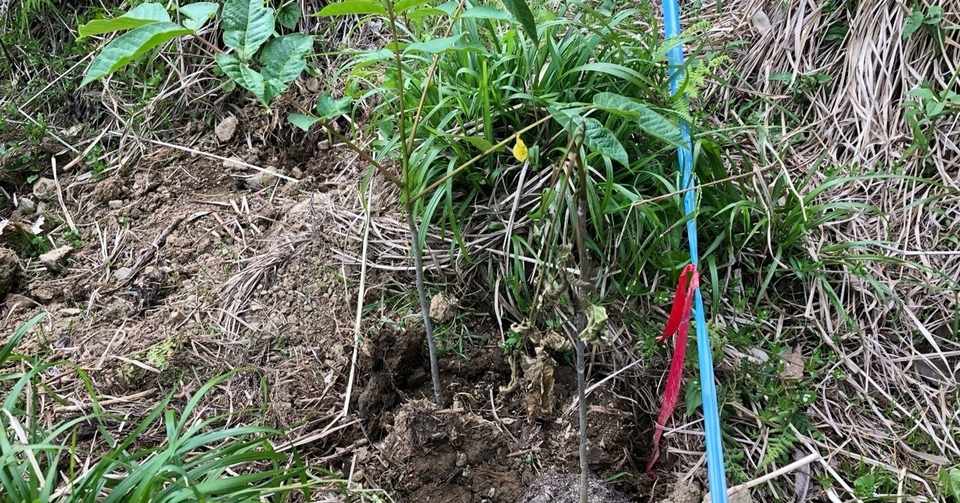 なぜ長浜で漆の木を植えようとしているのか Yatsugusa Note