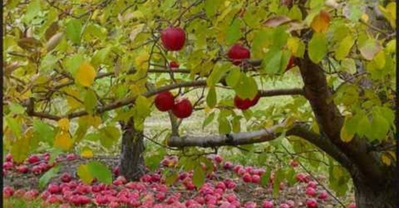 私のためにリンゴの枝が低く垂れている…レイフ・ヴォーン＝ウィリアムズ ”歌曲「リンデの草原に」”