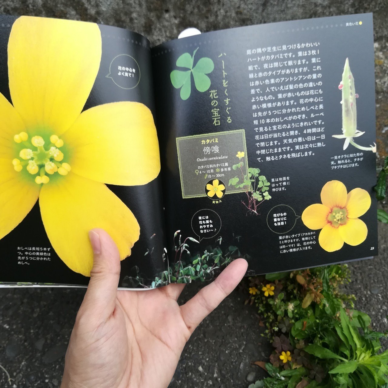 美しき小さな雑草の花図鑑 多田多恵子 大作晃一 Kyokota きょこた Note