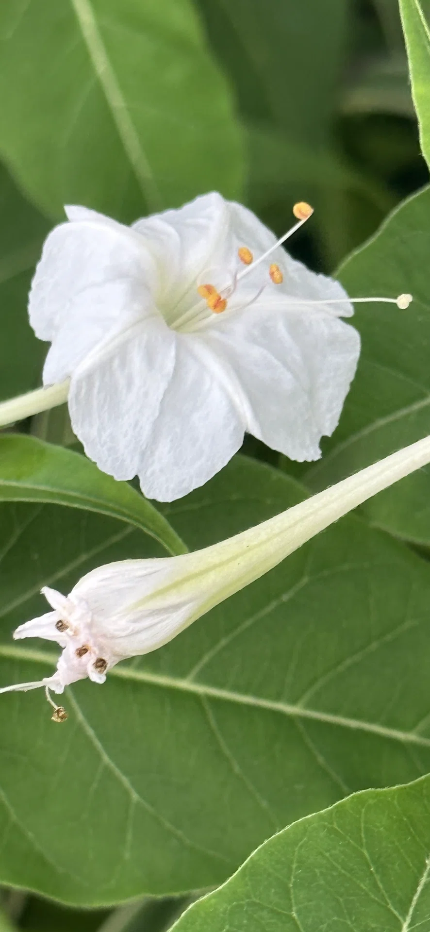 4 O'CLOCK - WHITE｜EGGSEED