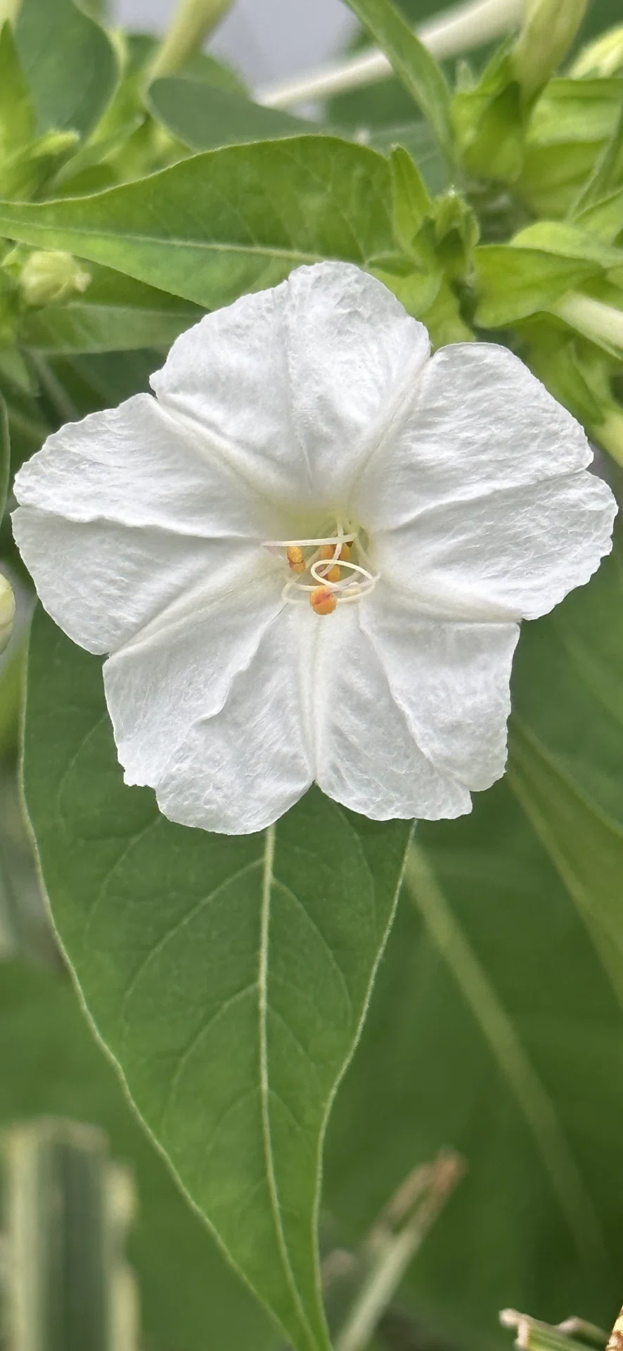 4 O'CLOCK - WHITE｜EGGSEED