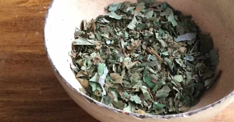 野草食日記 53 どくだみ茶はまずいか 美味しいか なな艸 Note
