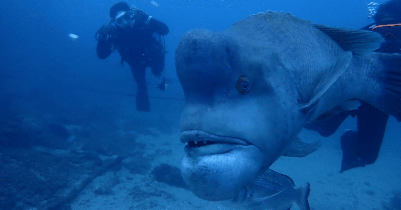 館山・波左間海中公園の海…飛び魚が舞う、青い海｜しなやかで折れない