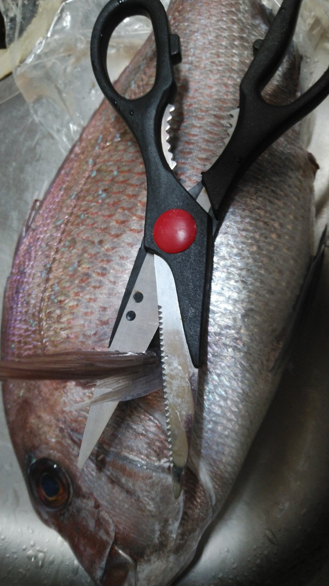 100均の3アイテムでお手軽に魚を捌く Motoz Note 100均の3アイテムでお手軽に魚を捌く Motoz Note