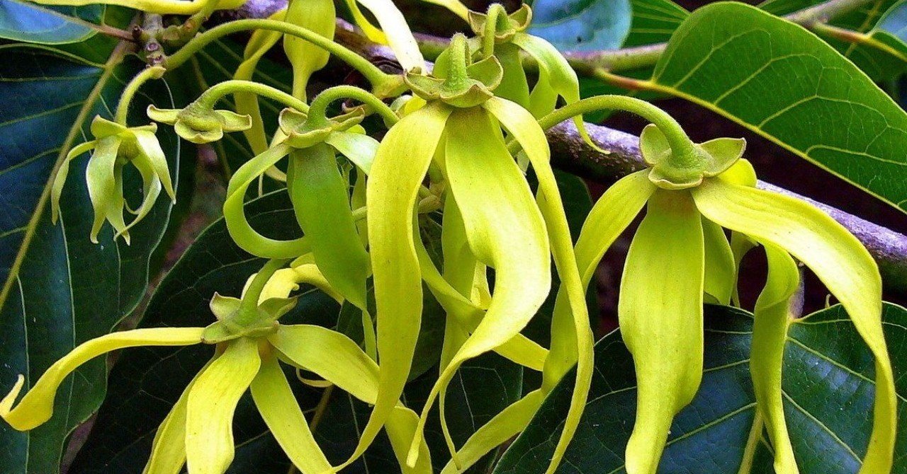 エッセンシャルオイル知識 No 9 Ylang Ylang イランイラン Aroma Shiori Note