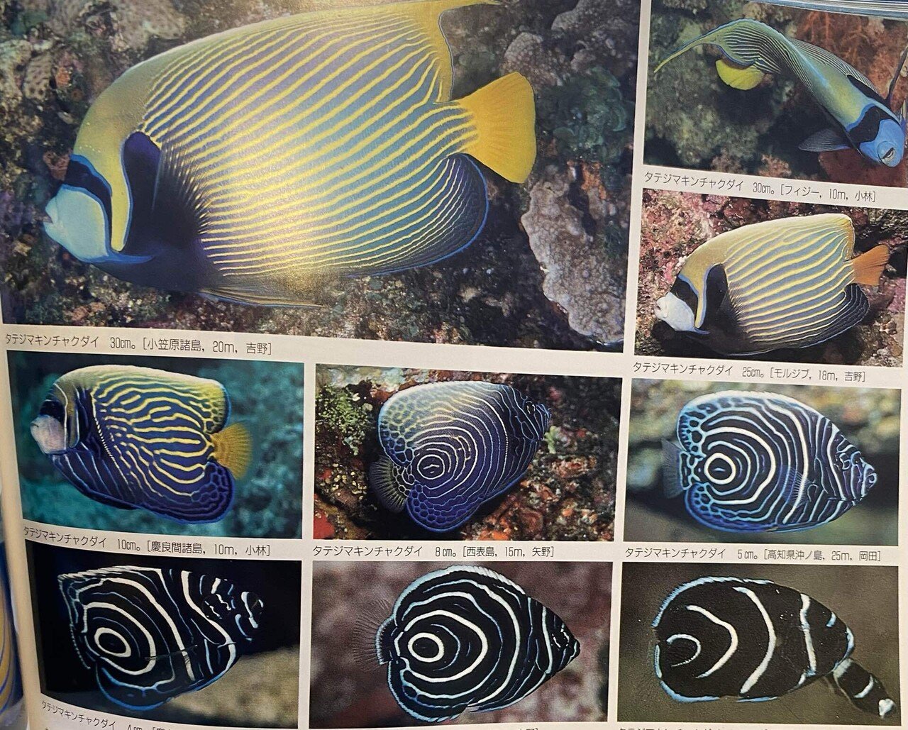 デカ過ぎ！？タテジマキンチャクダイ入荷！ | 生麦海水魚センター