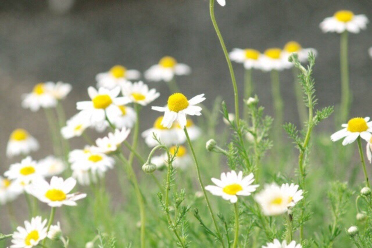 逆境に負けない カモミールからのメッセージ 山形 彩子 Matsurika Savon Note