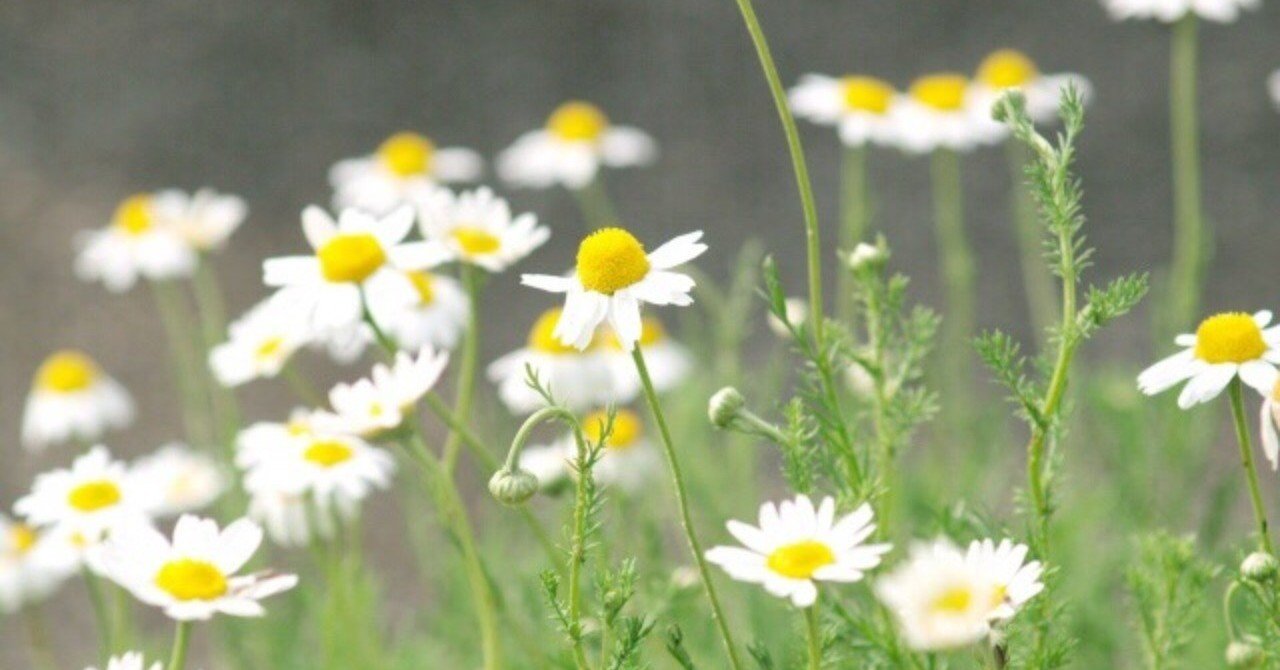 逆境に負けない カモミールからのメッセージ 山形 彩子 Matsurika Savon Note